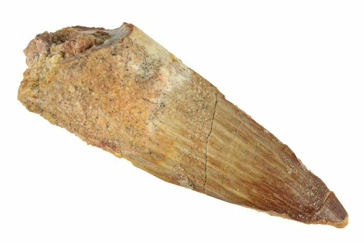 Fossil Spinosaurus Tooth - Real Dinosaur Tooth #268327